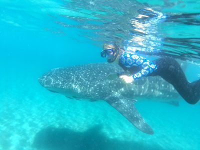 Baja Whale Shark snorkeling - Baja California Wilderness Travel