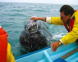 baja whale watching tour