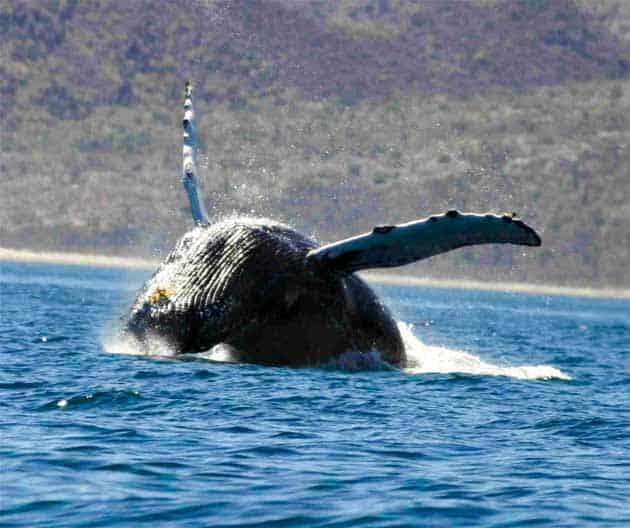 ecotourism in mexico