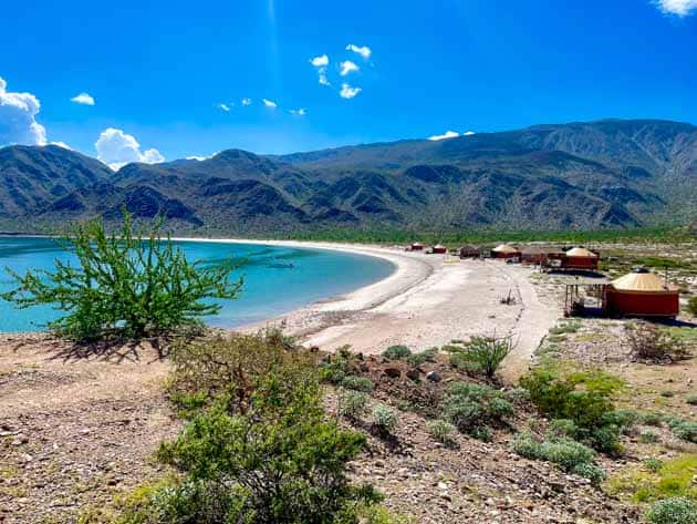 baja whale shark tours